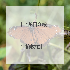 “龙口夺粮”抢收忙