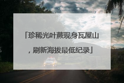 珍稀光叶蕨现身瓦屋山，刷新海拔最低纪录