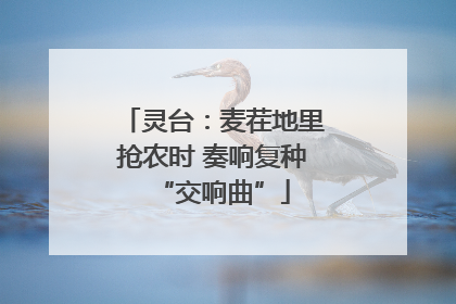 灵台：麦茬地里抢农时 奏响复种“交响曲”