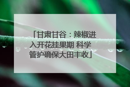 甘肃甘谷：辣椒进入开花挂果期 科学管护确保大田丰收