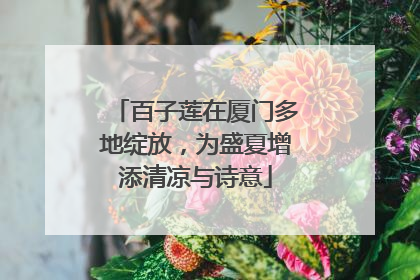 百子莲在厦门多地绽放，为盛夏增添清凉与诗意