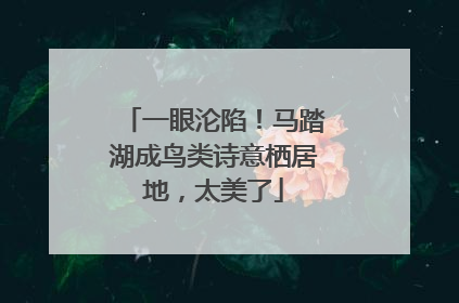 一眼沦陷！马踏湖成鸟类诗意栖居地，太美了