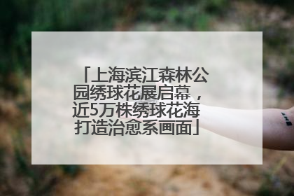 上海滨江森林公园绣球花展启幕，近5万株绣球花海打造治愈系画面