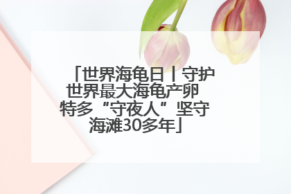 世界海龟日丨守护世界最大海龟产卵 特多“守夜人”坚守海滩30多年