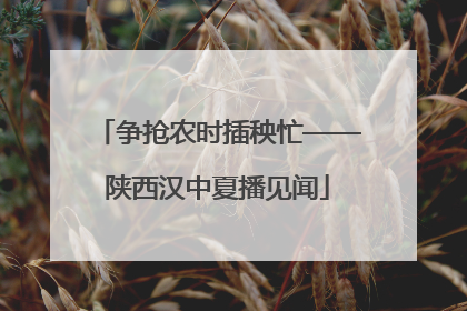 争抢农时插秧忙——陕西汉中夏播见闻