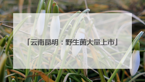 云南昆明：野生菌大量上市
