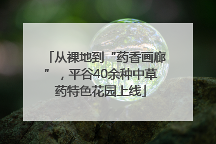 从裸地到“药香画廊”，平谷40余种中草药特色花园上线