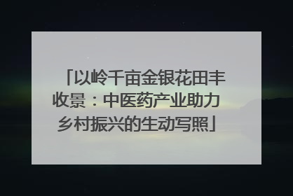 以岭千亩金银花田丰收景：中医药产业助力乡村振兴的生动写照