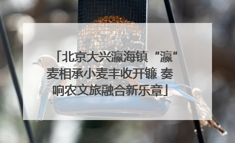 北京大兴瀛海镇“瀛”麦相承小麦丰收开镰 奏响农文旅融合新乐章