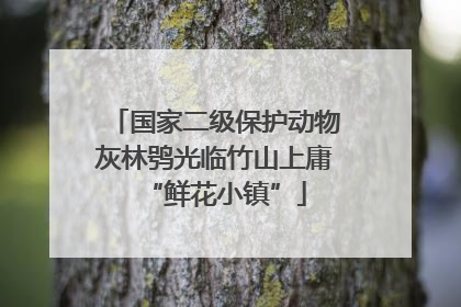 国家二级保护动物灰林鸮光临竹山上庸“鲜花小镇”