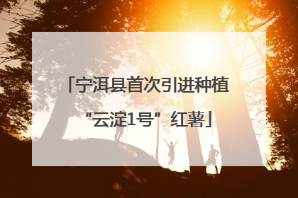 宁洱县首次引进种植“云淀1号”红薯