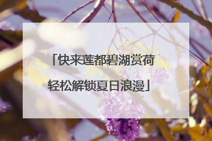 快来莲都碧湖赏荷 轻松解锁夏日浪漫