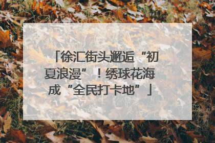 徐汇街头邂逅“初夏浪漫”！绣球花海成“全民打卡地”
