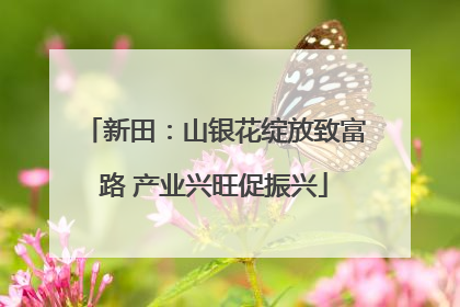 新田：山银花绽放致富路 产业兴旺促振兴