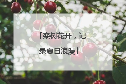 栾树花开，记录夏日浪漫