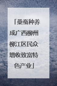 桑蚕种养成广西柳州柳江区民众增收致富特色产业