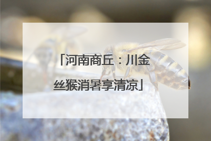 河南商丘：川金丝猴消暑享清凉