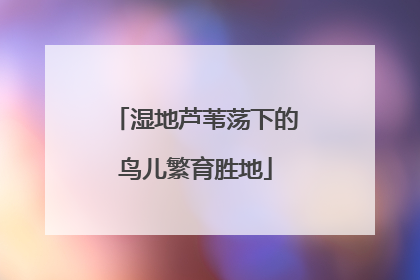 湿地芦苇荡下的鸟儿繁育胜地