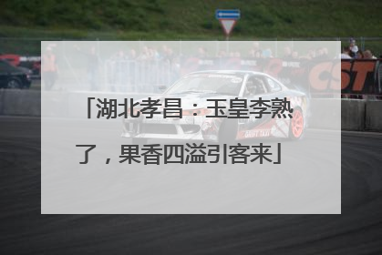 湖北孝昌：玉皇李熟了，果香四溢引客来