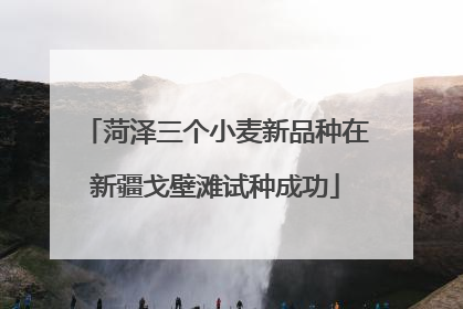 菏泽三个小麦新品种在新疆戈壁滩试种成功