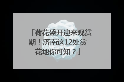 荷花盛开迎来观赏期！济南这12处赏花地你可知？