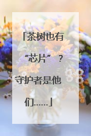 茶树也有“芯片”？守护者是他们……