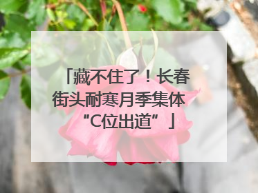 藏不住了！长春街头耐寒月季集体“C位出道”