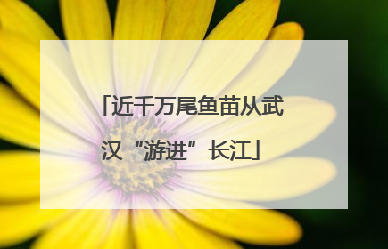 近千万尾鱼苗从武汉“游进”长江