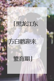 黑龙江东方白鹳迎来繁育期