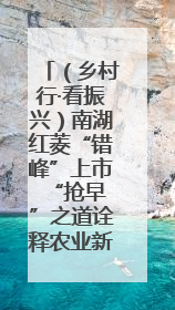 （乡村行·看振兴）南湖红菱“错峰”上市 “抢早”之道诠释农业新生